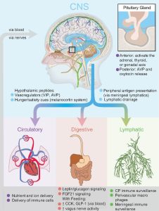 膠狀淋巴系統 glymphatic system